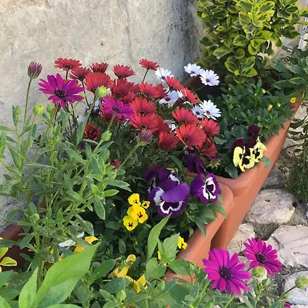 Il Nido Dello Striscignl Guest house
